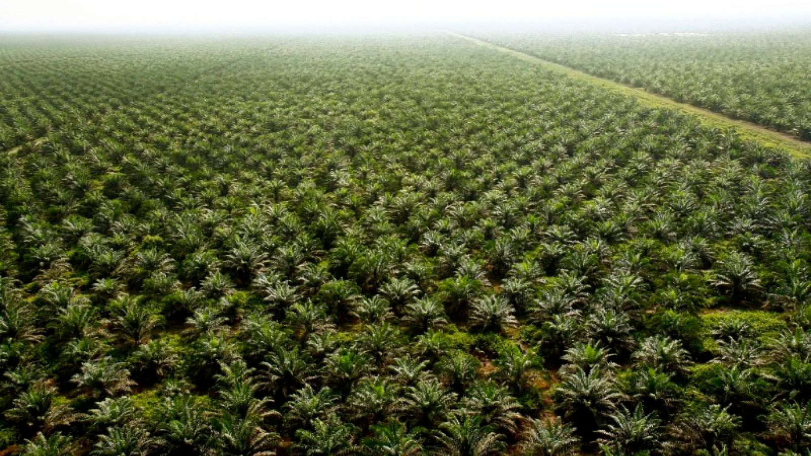 EU somlar med palmeolje - nå må Norge gå foran